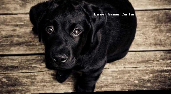 Dhanush Yudhveer Download Growth Chart in India